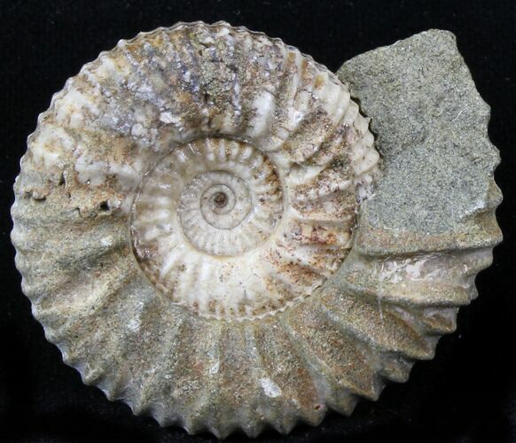 Pavlovia Ammonite Fossil - Siberia #29710